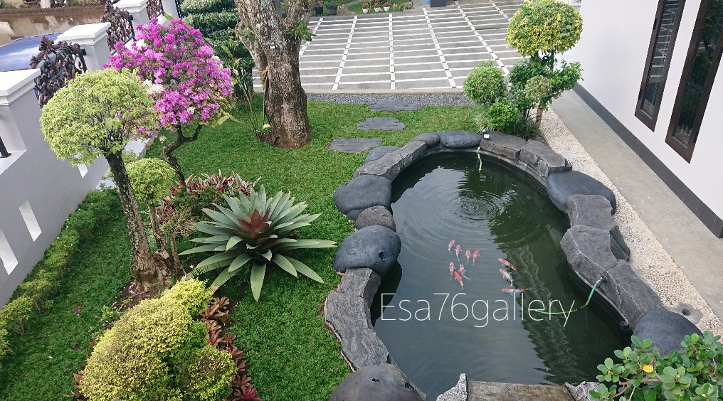 Kolam Koi